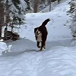公寓 Collie *