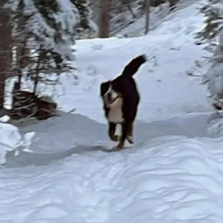 公寓 Collie *